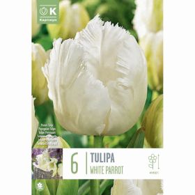 Tulip White Parrot - 6 Bulbs